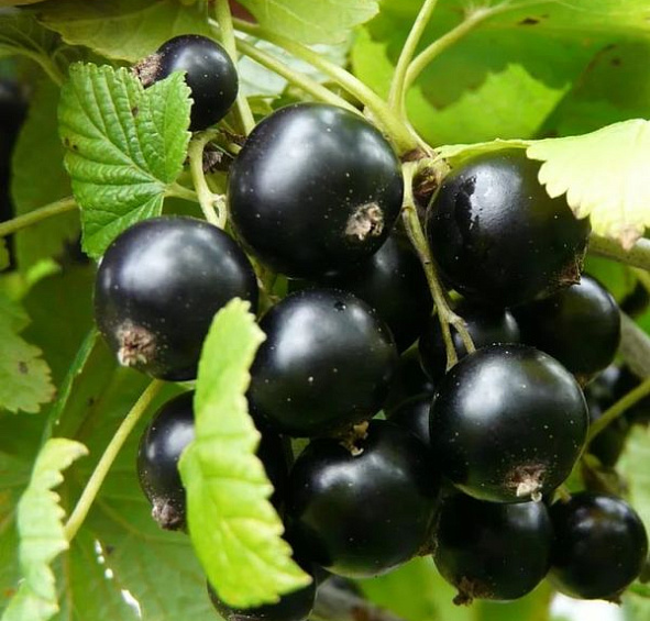 Смородина Добрыня (черная)